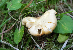 Cantharellus pallens