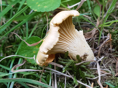 Cantharellus pallens