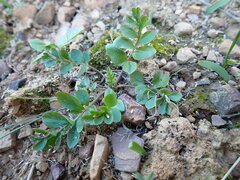 Pelargonium reflexipetalum