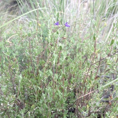 Salvia thymoides