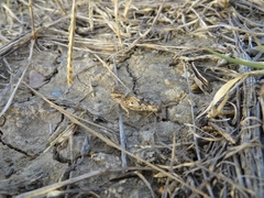 Acrotylus insubricus