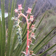 Echeveria heterosepala