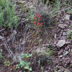 Scrophularia macrantha