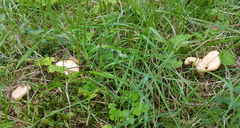 Cantharellus pallens