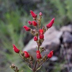 Scrophularia macrantha