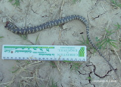 Helicops leopardinus