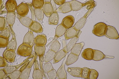 Puccinia cnici-oleracei