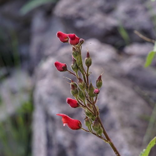Image of Scrophularia macrantha by (c) Andrew Tree, some rights reserved (CC BY)