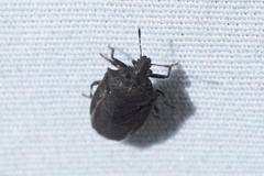 Amaurochrous cinctipes