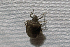 Amaurochrous cinctipes