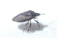 Amaurochrous cinctipes