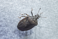 Amaurochrous cinctipes