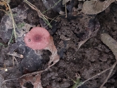 Micropsalliota lateritia