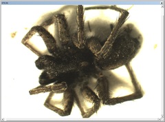 Pardosa paludicola