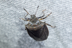 Amaurochrous cinctipes