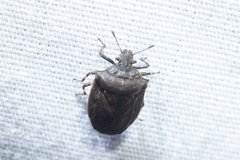 Amaurochrous cinctipes