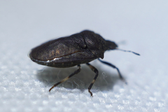 Amaurochrous cinctipes