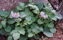 Solanum stoloniferum
