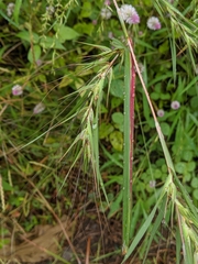 Themeda