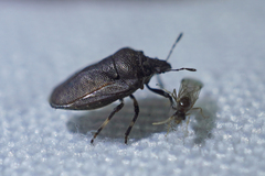 Amaurochrous cinctipes