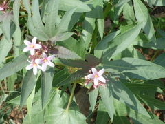 Jatropha macrorhiza