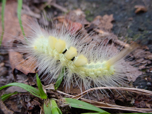 Definite Tussock Moth