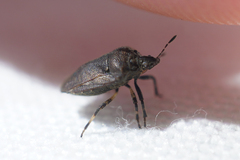 Amaurochrous cinctipes