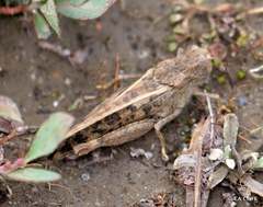 Cratypedes lateritius