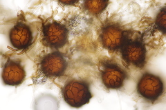 Podosphaera balsaminae