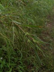 Themeda