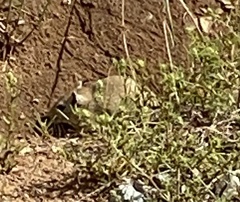 Mongolian Hamster photo 3