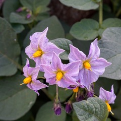 Solanum stoloniferum