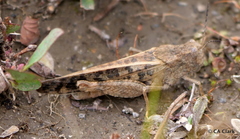 Cratypedes lateritius