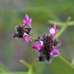 Dalea filiformis