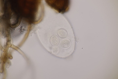 Podosphaera balsaminae