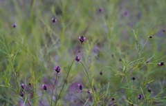 Dalea filiformis