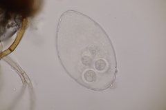 Podosphaera balsaminae