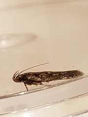 Bryotropha affinis