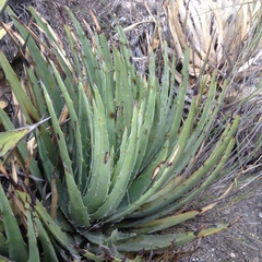 Hechtia perotensis