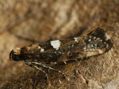 Acrolepiopsis assectella