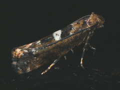Acrolepiopsis assectella