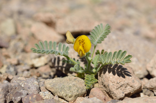 Adesmia pusilla