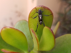 Neoclytus ypsilon