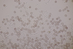 Microbotryum superbum