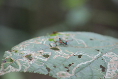 Paramastax duquei