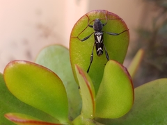 Neoclytus ypsilon