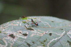 Paramastax duquei