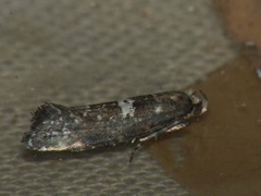 Acrolepiopsis assectella