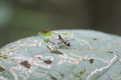 Paramastax duquei