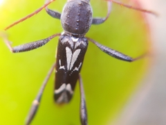 Neoclytus ypsilon